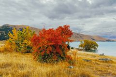 Lake Tekapo #02