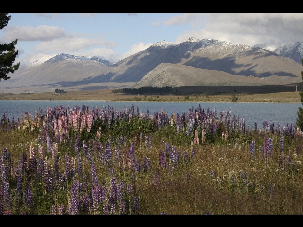 Lake Tekapo