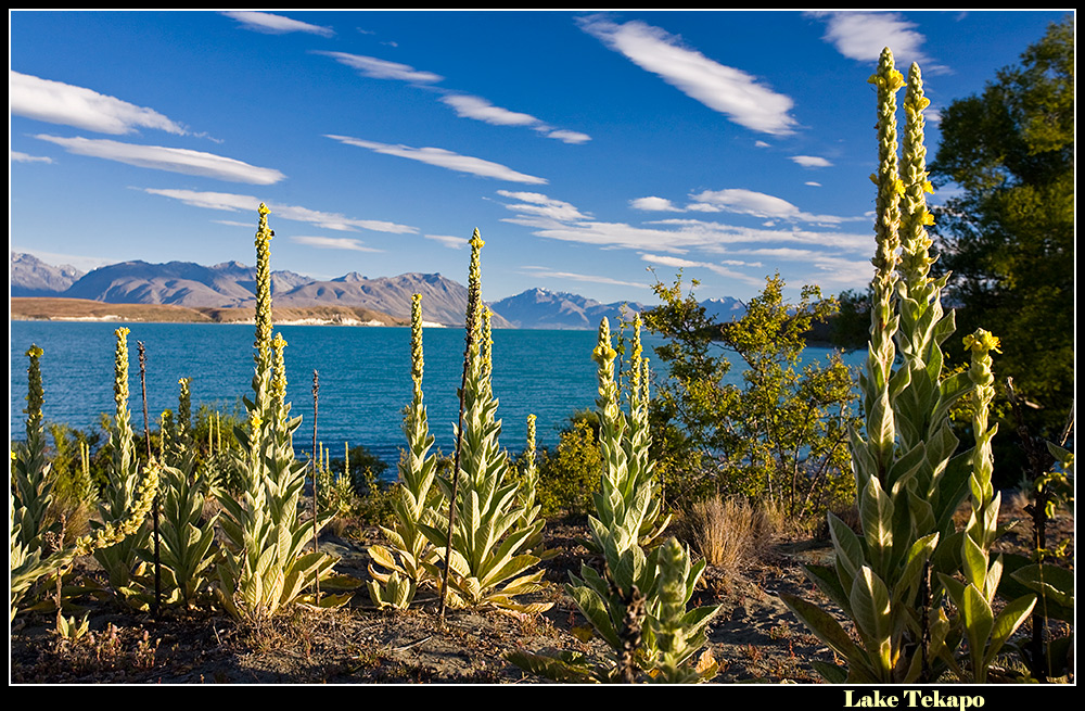 Lake Tekapo