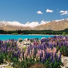 Lake Tekapo