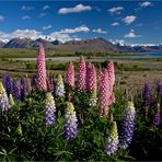 Lake Tekapo