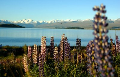 Lake Tekapo