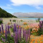 Lake Tekapo