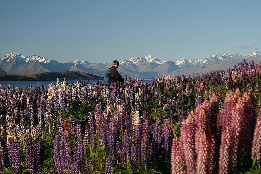 Lake Tekapo in der Abendsonne