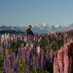 Lake Tekapo in der Abendsonne