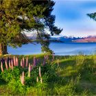 Lake Tekapo - New Zealand