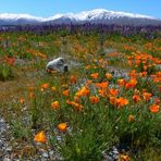 Lake Tekapo ohne Lake