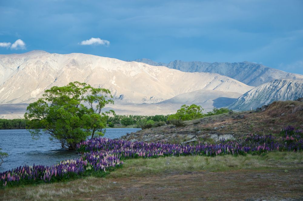 Lake Tekapo - UNESCO Dark Sky Reserve