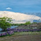 Lake Tekapo - UNESCO Dark Sky Reserve