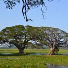 Lake Tissamaharama