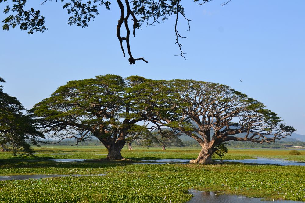 Lake Tissamaharama