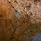 Lake & Tree