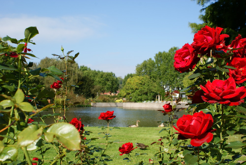 Lake view behind Roses