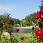 Lake view behind Roses