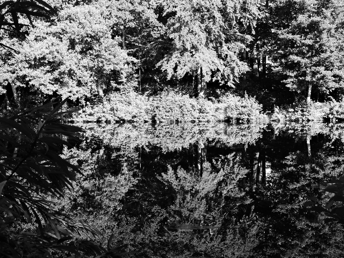 Lake view bw