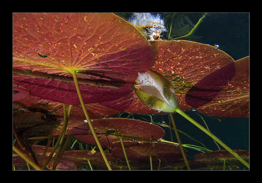 Lakeflowers II