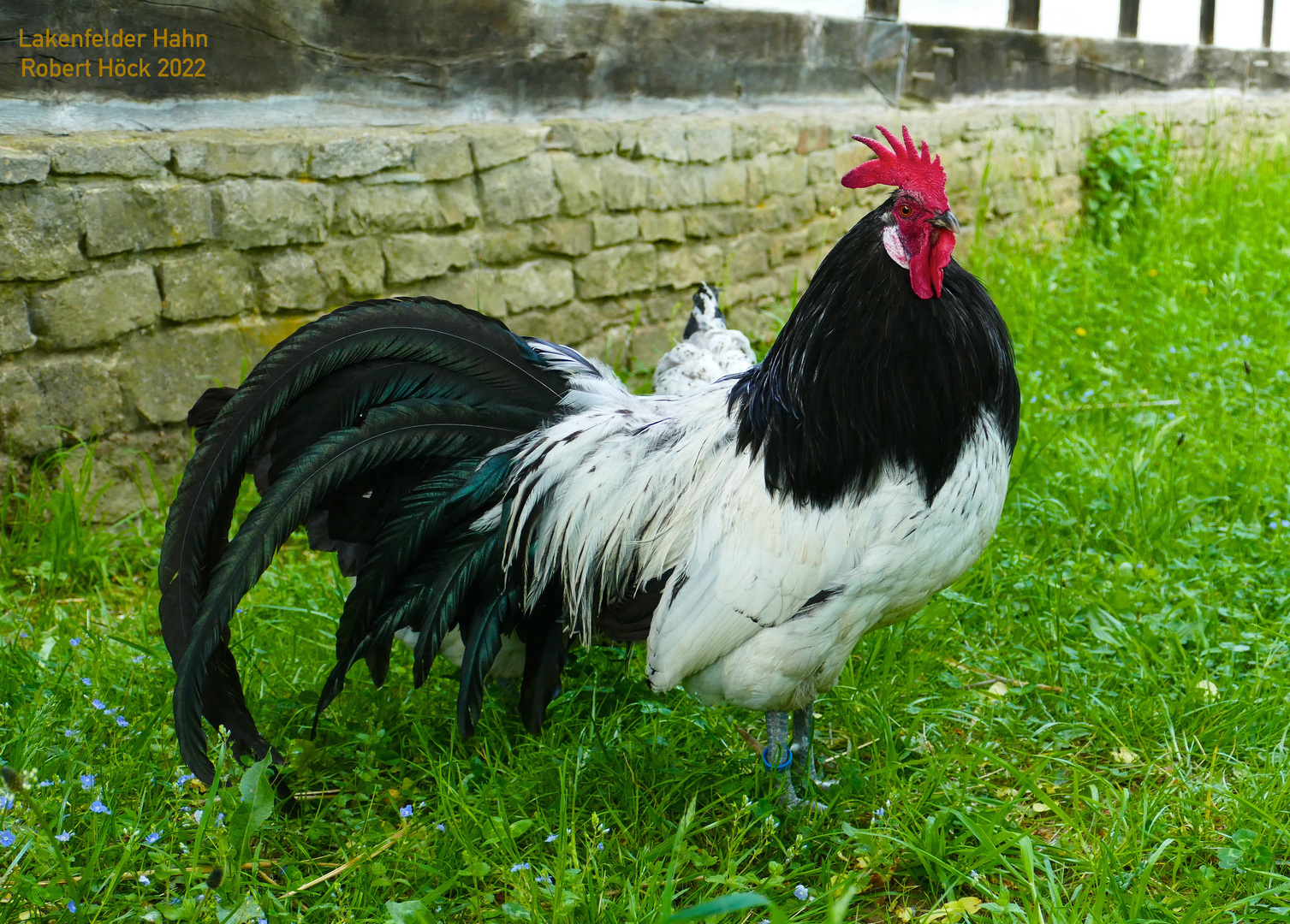 Lakenfelder Hahn mit Schwarzer Gipfelzeichnung - Lakenvelder rooster
