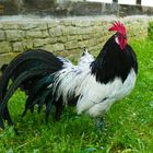 Lakenfelder Hahn mit Schwarzer Gipfelzeichnung - Lakenvelder rooster - Alte Hühnerrassen