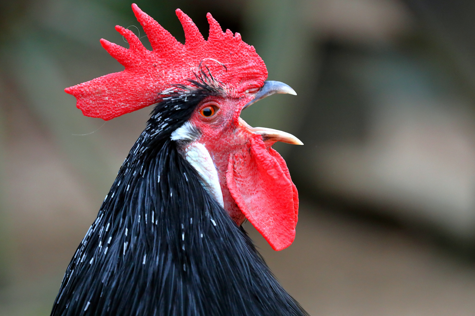 Lakenfelder Huhn - Portrait - Tierpark Olderdissen