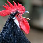 Lakenfelder Huhn - Portrait - Tierpark Olderdissen