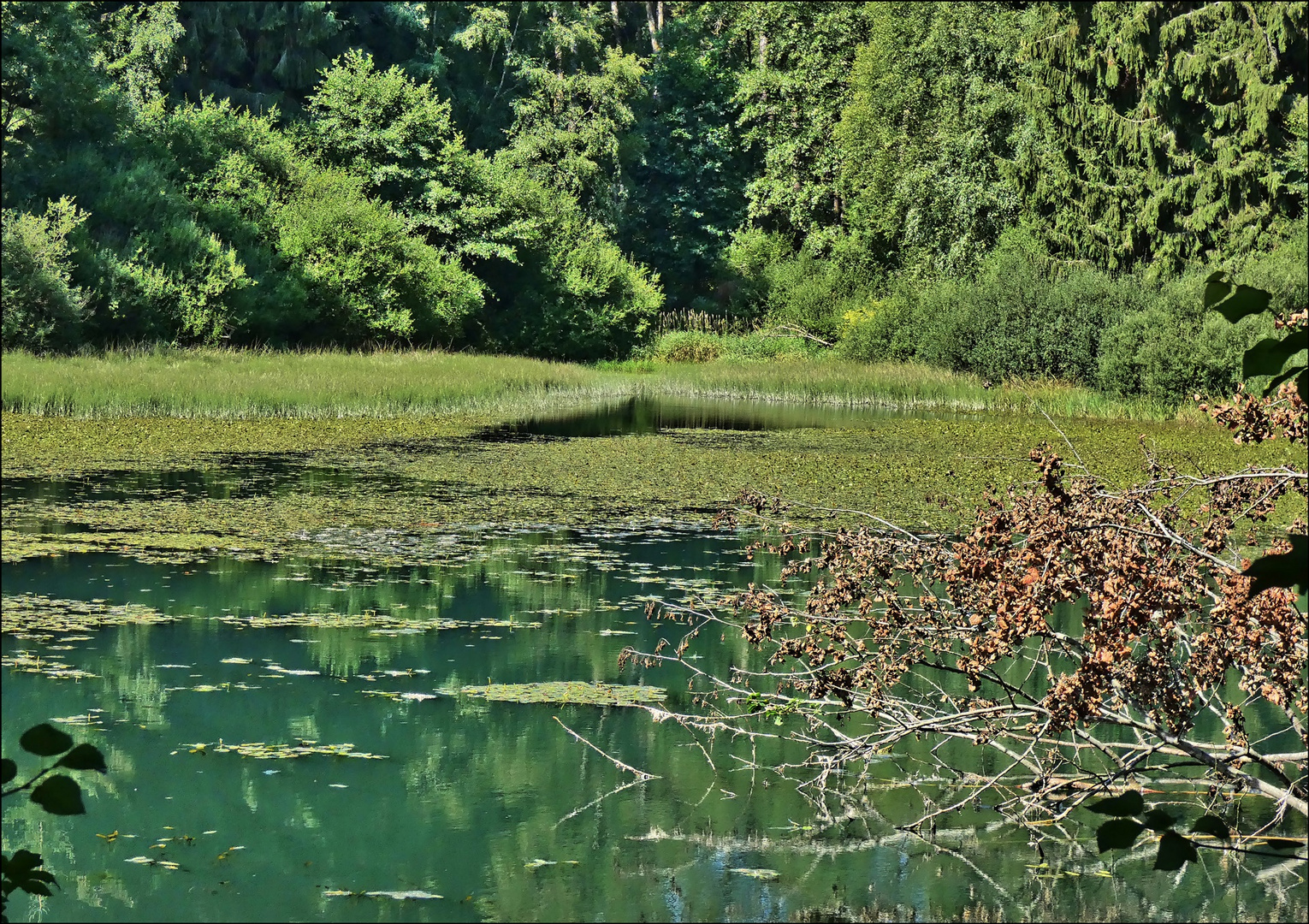 Lakenhausteich im Solling