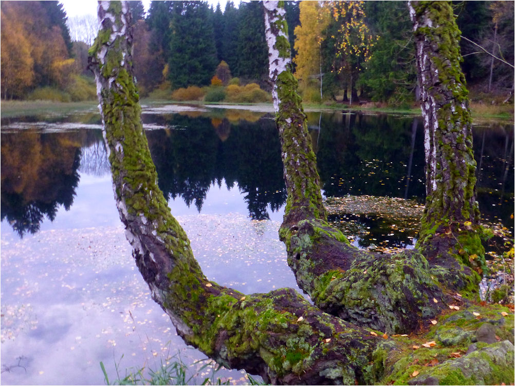 Lakenhausteich im Solling