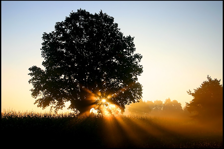 lakeside dawn tree