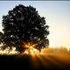 lakeside dawn tree