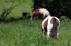 Lakota