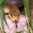 Lakritz Schnecke gegessen oder was ?