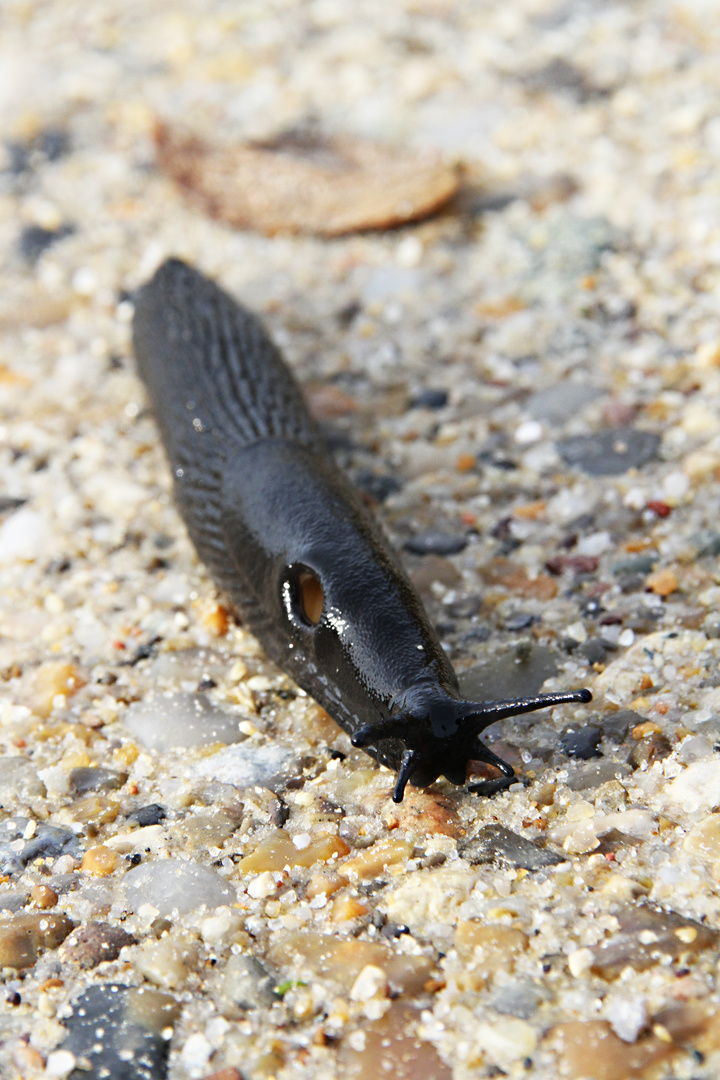 Lakritzschnecke aus Dänemark... :D