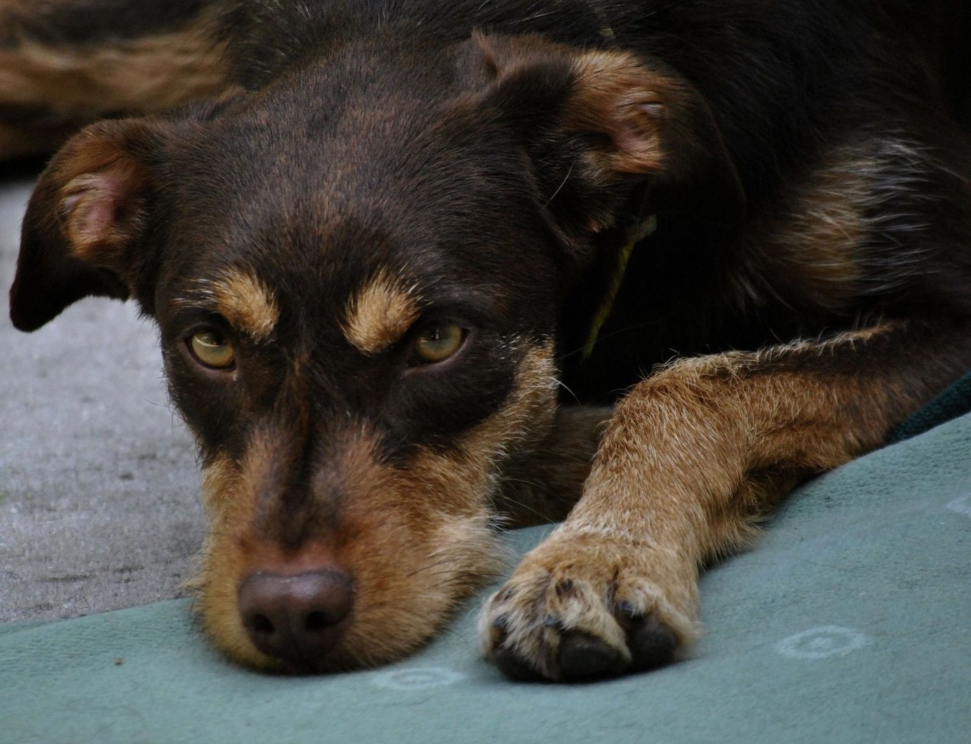 Lalas treuherziger Hundeblick....