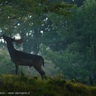 È l'alba