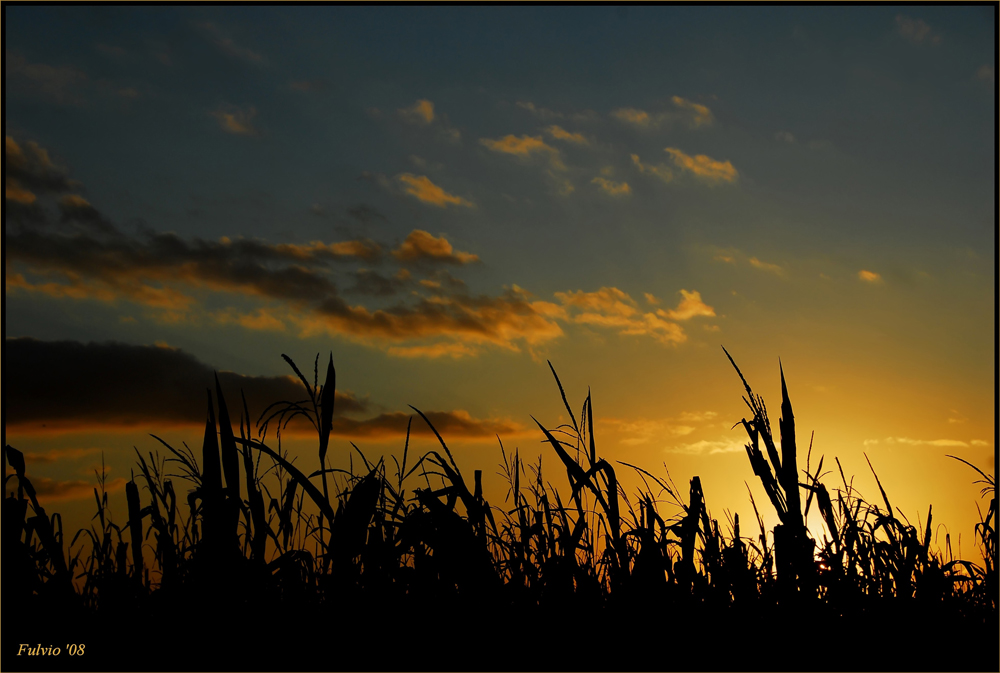 l'alba dei corn flakes