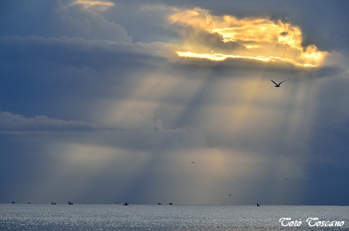 L'alba e il gabbiano