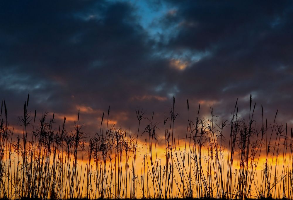 L'alba fra le canne