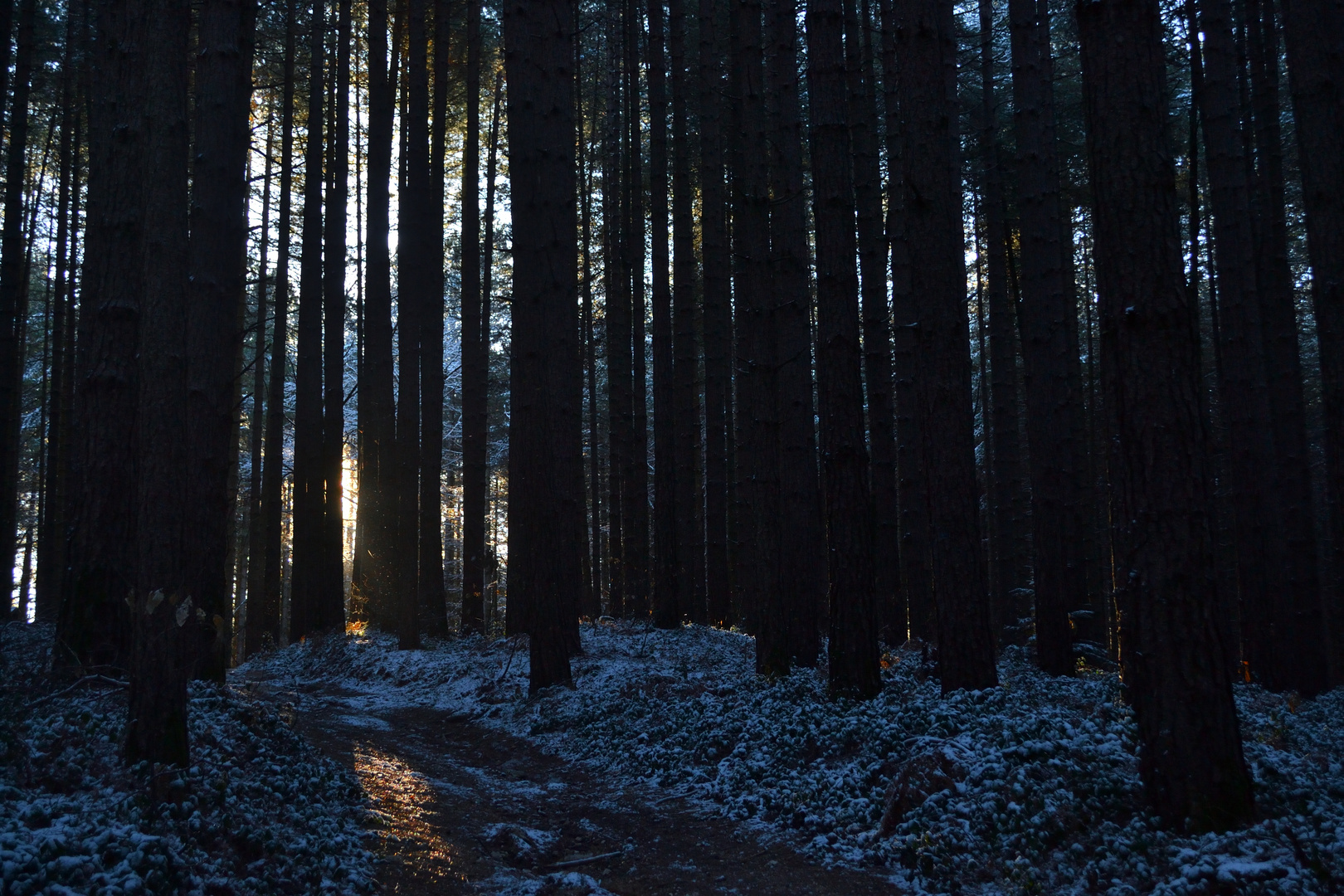 L'alba gelida tra le conifere di montagna (Monti delle Serre, Calabria)