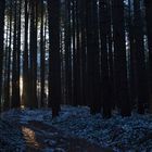 L'alba gelida tra le conifere di montagna (Monti delle Serre, Calabria)