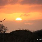 L'ALBA NELLA SAVANA