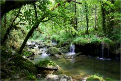 L'Albarine en sous bois.