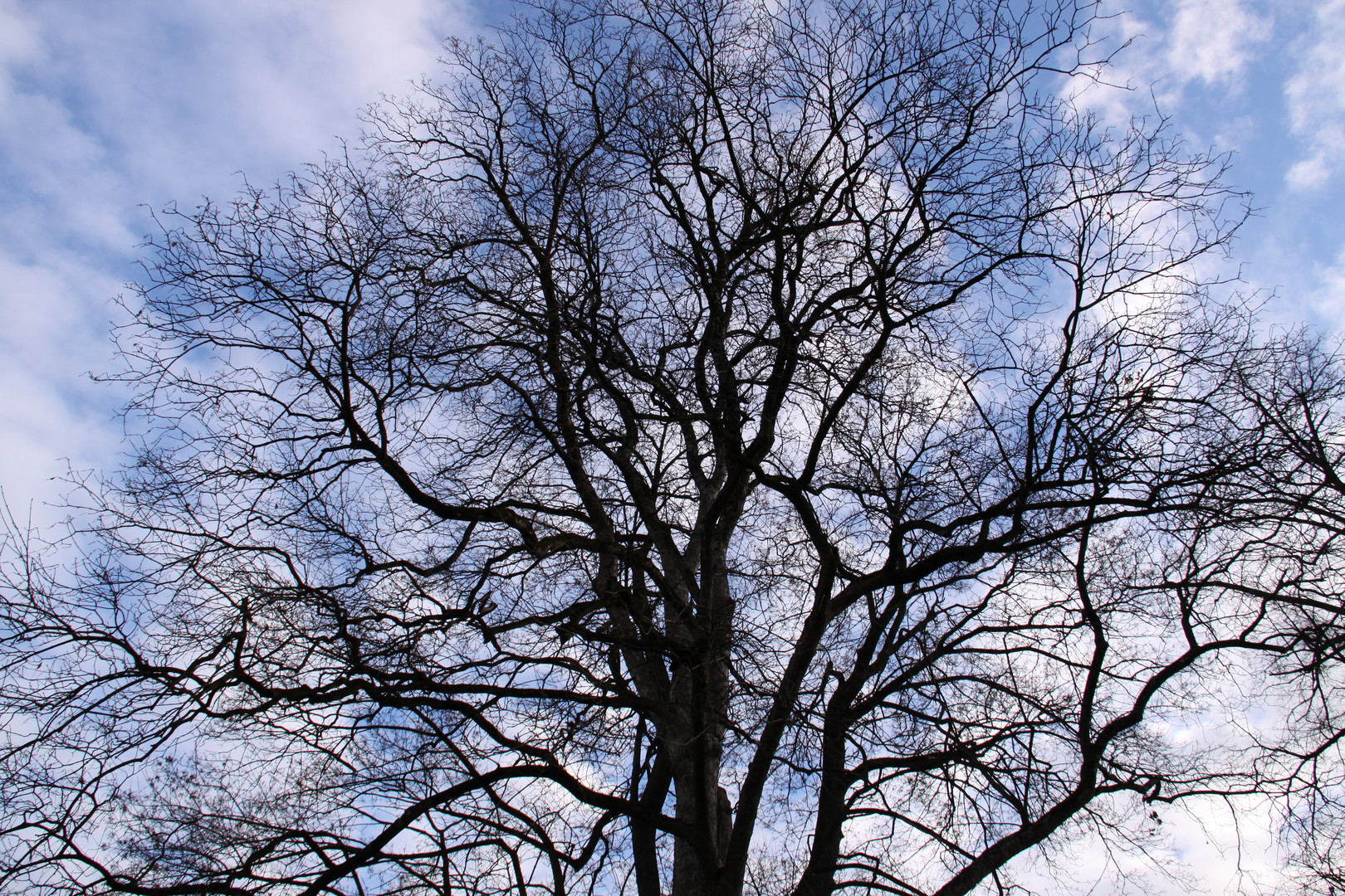 l'albero