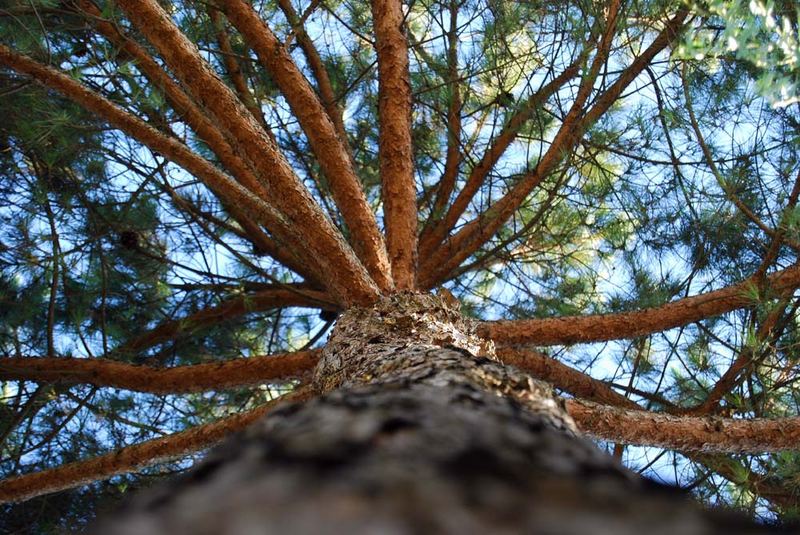 L'ALBERO