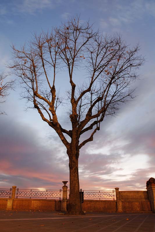 L'albero....