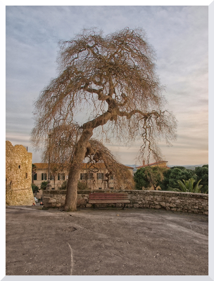 L'ALBERO