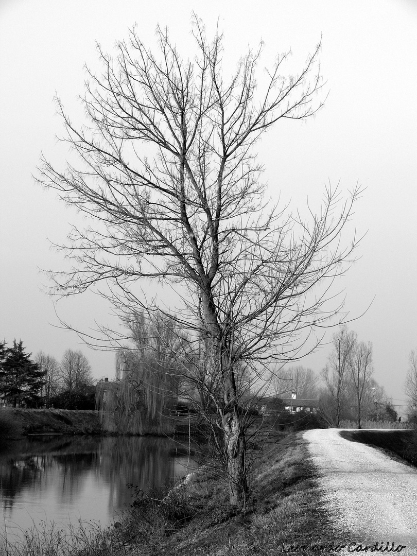 L'albero