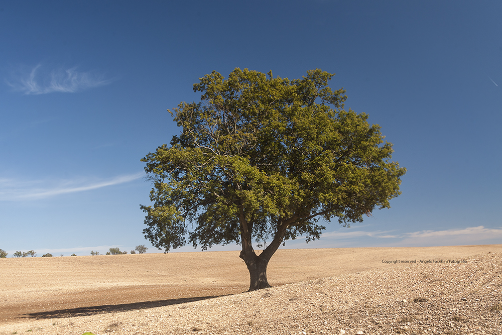 L'albero 