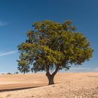 L'albero 