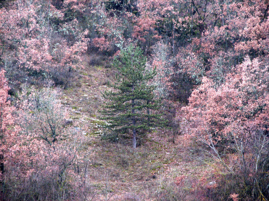 L'albero