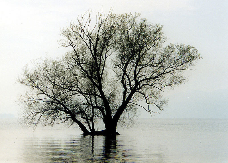 l'albero