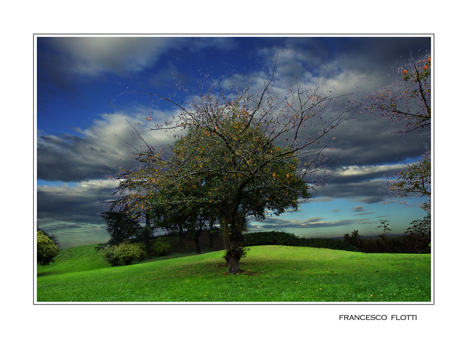 L'albero